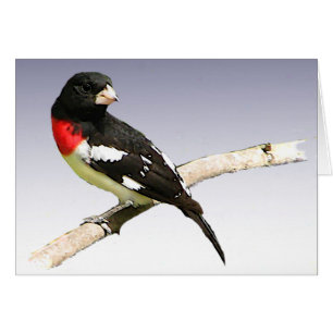 Carte blanche Grosbeak à poitrine rose