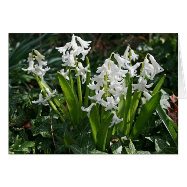 Carte blanche Hyacinths (Devant horizontal)
