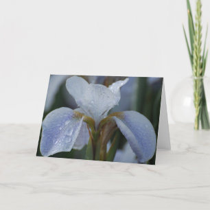 Carte blanche - Lily