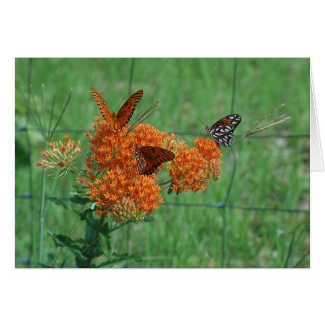 Carte blanche Monarch Butterflies (Devant horizontal)