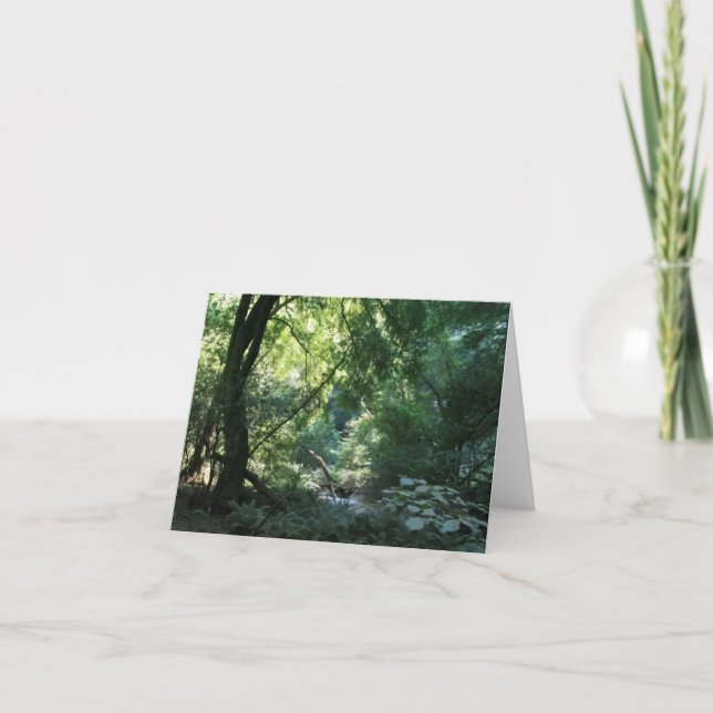 Carte blanche, Muir Woods (Devant)