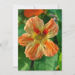 Carte blanche Nasturtium Fleur Orange