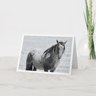 Carte blanche Onaqui Mountain Wild Horse. 5 po x 7