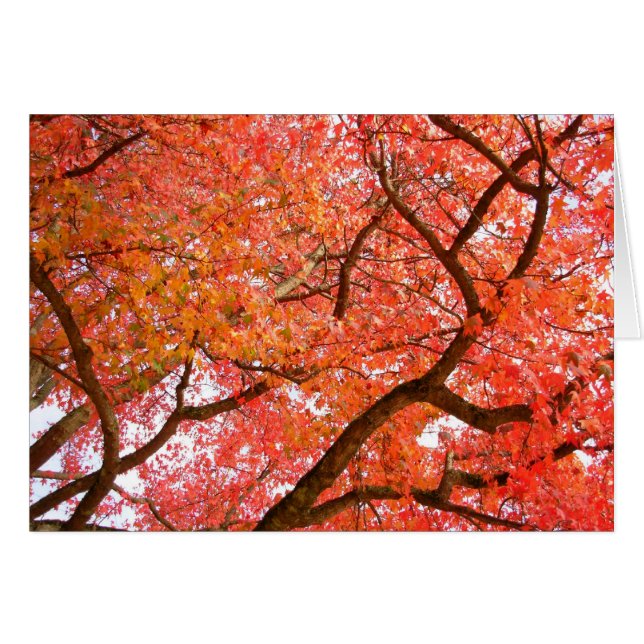 Carte blanche paysage forestier Belle carte d'impr (Devant horizontal)