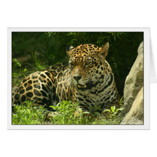 Carte blanche - Photo Jaguar