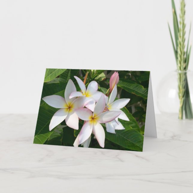 Carte blanche Plumeria Blooms (Devant)