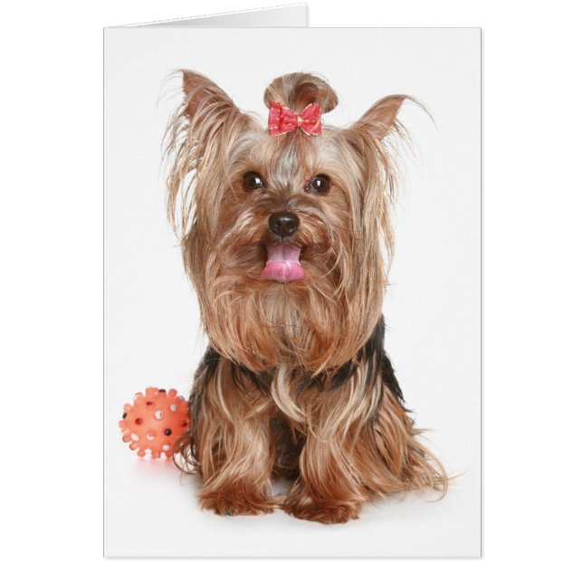 Carte blanche pour chien chiot Yorkshire Terrier (Devant)