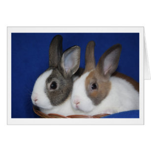 Carte blanche Rabbit néerlandais