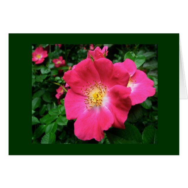 Carte blanche Rose unique pétale (Devant horizontal)