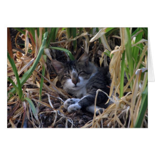 Carte blanche Shy Boy Cat