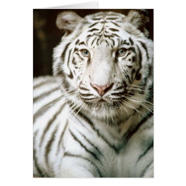 Carte blanche Tiger (Devant)