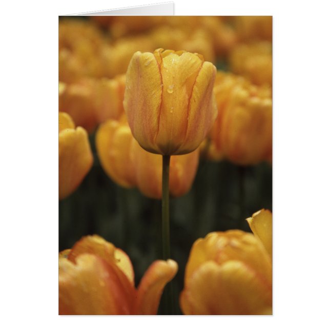 Carte blanche Tulipes Jaunes (Devant)