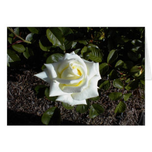 Carte blanche : une rose jaune pâle