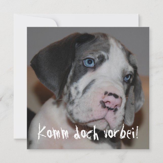 Carte Blaue Augen Doggenwelpe (Devant)