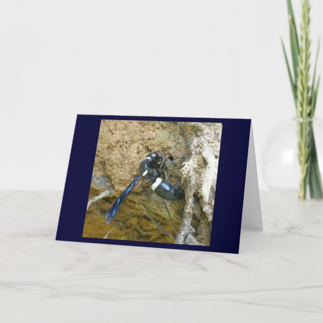 Carte Bleu Boue Dauber (Devant)