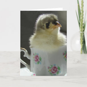 Carte Bleu Cochin Chick dans une Teup