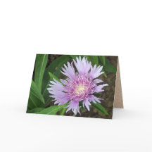 Bleu Danube Stokes Aster Flower