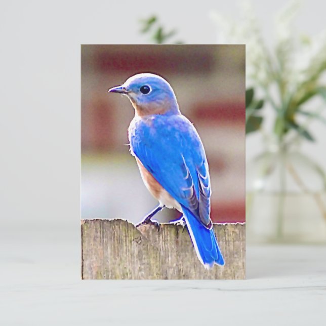 Carte Bleu-oiseau (Debout devant)