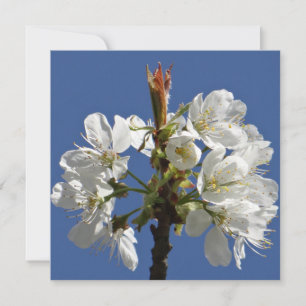 Carte Bloom du printemps blanc