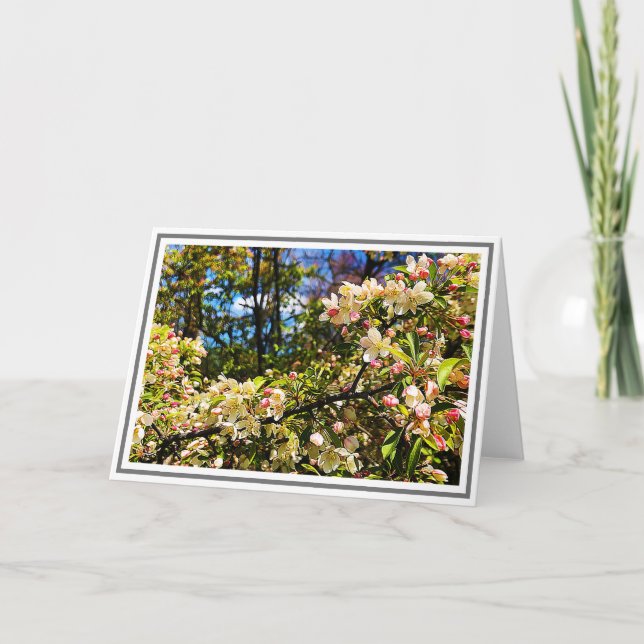 Carte Blossoms de White and Pink (Devant)