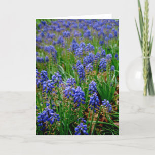 Carte Blue Armenian Hyacinth Notecard