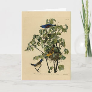 Carte Blue Grosbeak de Audubon's Birds of America