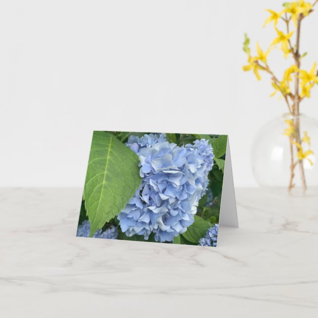 Carte Blue Hydrangea (Hydrangea macrophylla) (Fleur jaune)