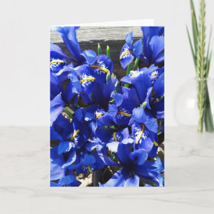 Carte Blue Iris Reticulata (Iris Netted)