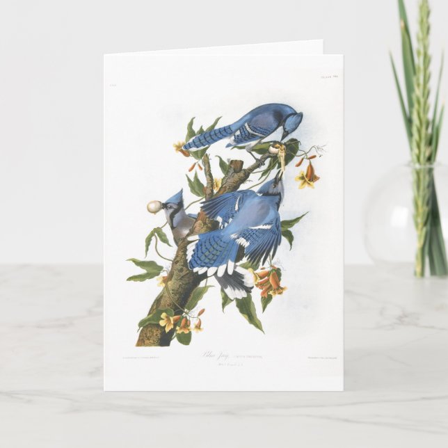 Carte Blue Jay, John James Audubon (Devant)