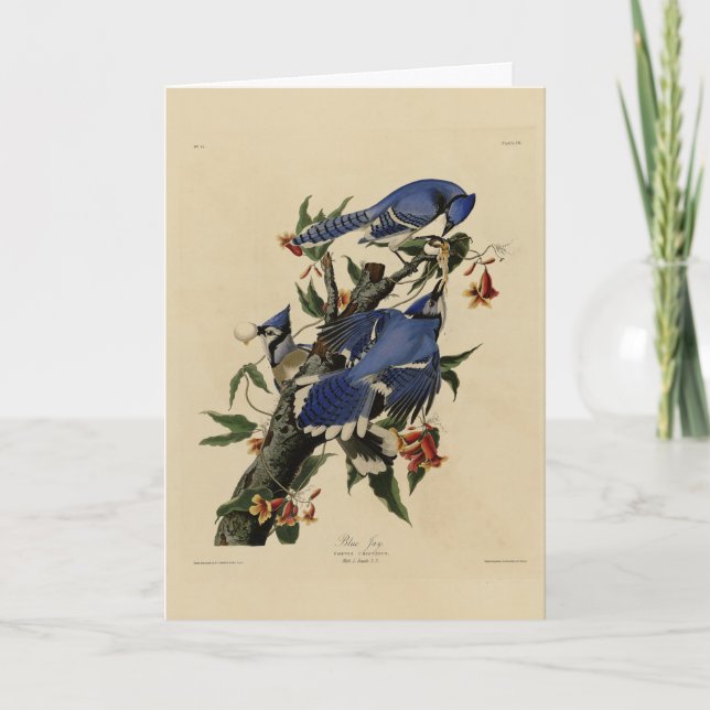 Carte Blue Jay - Les oiseaux d'Amérique de John James Au (Devant)