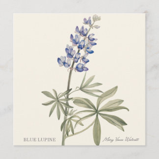 Carte Blue Lupine by Mary Walcott