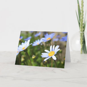 Carte Blue Marguerite Flowers Greeting Card,Note Card