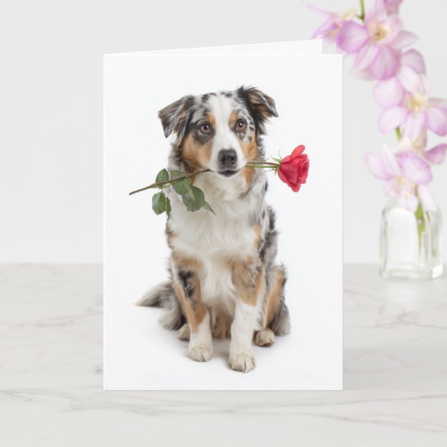 Carte Blue Merle Aussie Saint-Valentin – Amour dévoué (Orchidée)