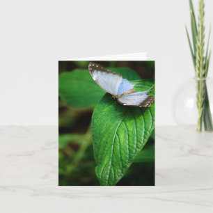 Carte Blue Morpho 112