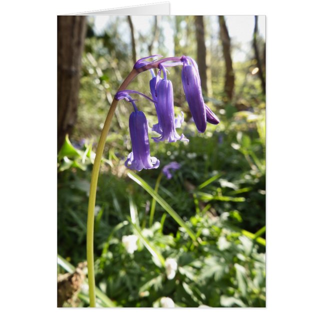 Carte Bluebells Bluebells (Devant)