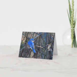 Carte Bluebird of Happiness Grey Card