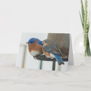 Carte Bluebirds