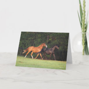 Carte Bob Langrish   Allemand Riding Pony Et Oldenburg