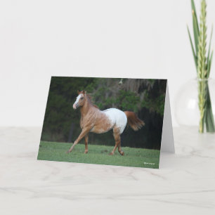 Carte Bob Langrish   Appaloosa Horse Running