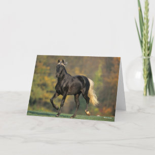 Carte Bob Langrish Automne Rocky Mountain Horse