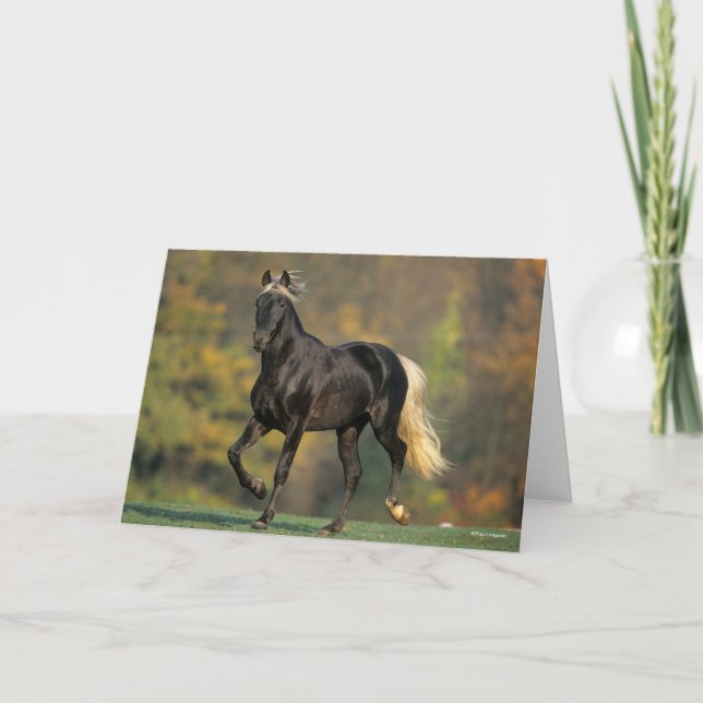 Carte Bob Langrish | Automne Rocky Mountain Horse (Devant)