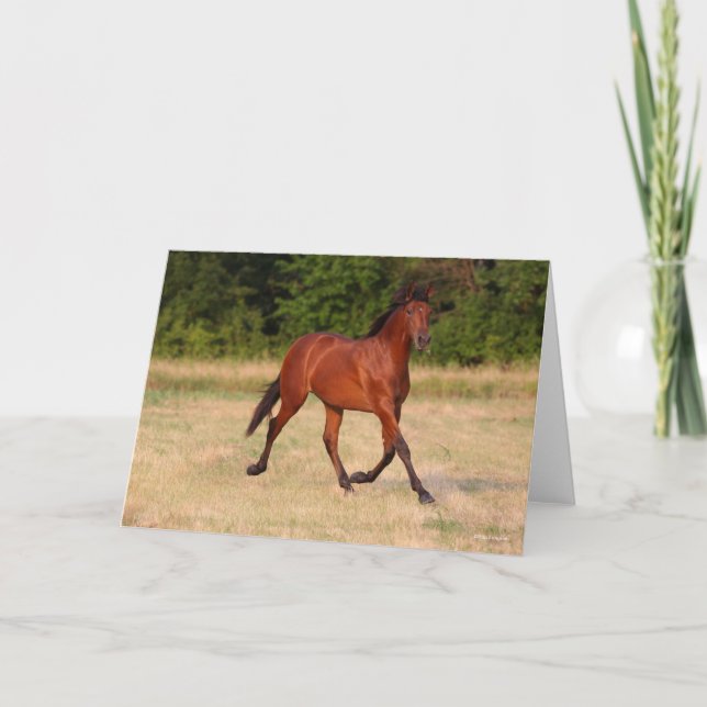 Carte Bob Langrish | Baie Colt andalou En Champ (Devant)