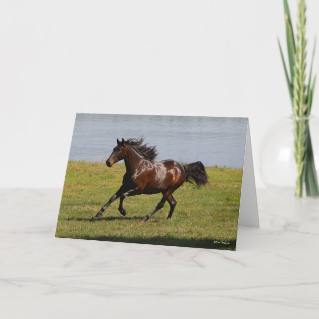 Carte Bob Langrish | Baie Lusitano Mare Courir Près Du L (Devant)