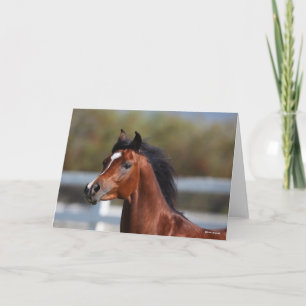 Carte Bob Langrish   Bay Arab Colt Headshot
