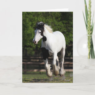 Carte Bob Langrish Black and White Gypsy Vanner Running
