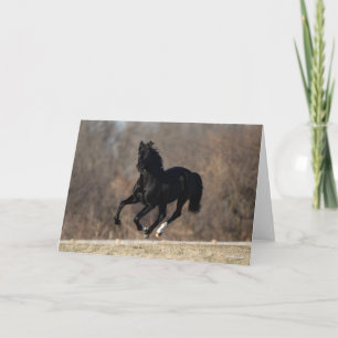Carte Bob Langrish   Black Andalucian Stallion Courir