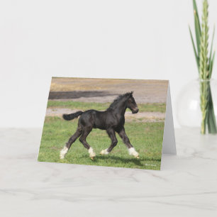 Carte Bob Langrish   Black Gypsy Vanner Foal Running