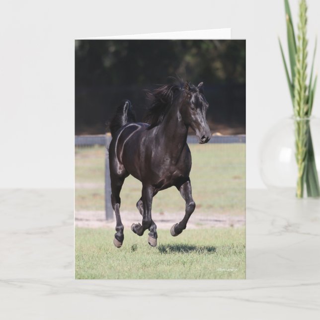 Carte Bob Langrish | Black Tennessee Walker Running (Devant)