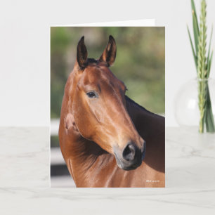 Carte Bob Langrish   Capture d'écran de Bay Andalucian