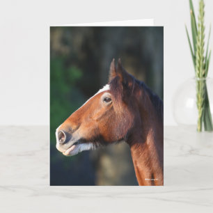 Carte Bob Langrish   Capture d'écran de Clydesdale